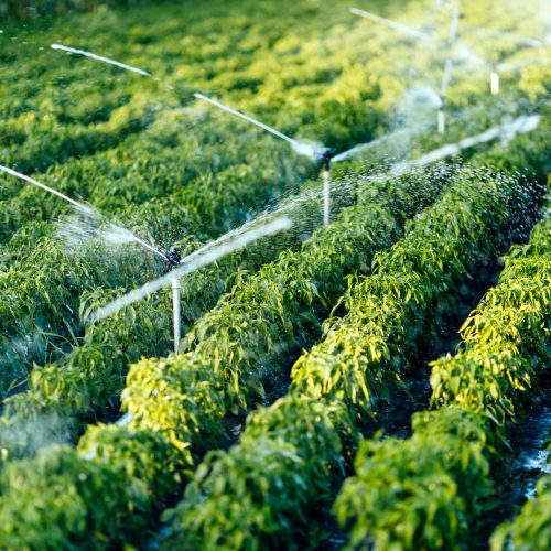 sistemi di irrigazione mirano
